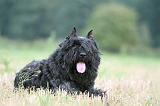 BOUVIER DES FLANDRES 401